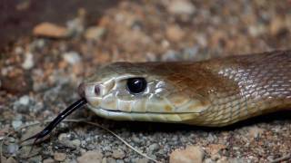 Snake Venom Milking  Coastal Taipan [upl. by Carmelita]