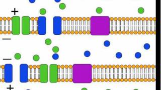 2Minute Neuroscience Action Potential [upl. by Levi]