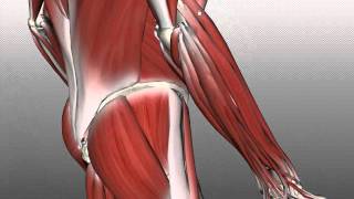 Forearm Muscles Part 2  Posterior Extensor Compartment  Anatomy Tutorial [upl. by Wash]