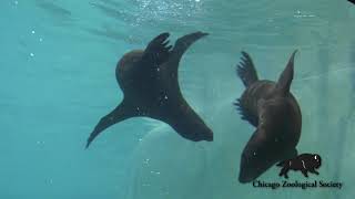 Sea Lion Pups Underwater Antics [upl. by Nifares]