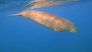 WHICH IS WHICH Manatee or Dugong  Oceana [upl. by Idnym666]