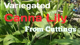 How to Grow Variegated Canna Lily from Cuttings  कटिंग से कैना लिली कैसे उगाएं GreenEarthGarden [upl. by Eirrab]