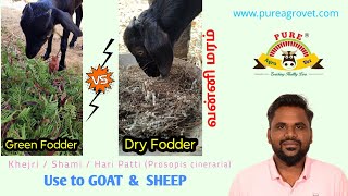 வன்னி மரம்  Khejri  Shami  Hari Patti Prosopis cineraria  Green amp Dry Fodder to Goat amp Sheep [upl. by Froh]