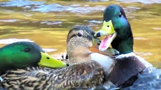 Mallard Ducks Fighting to Mate with Female [upl. by Kass869]