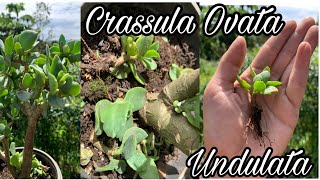 Crassula Ovata Undulata cuidados básicos [upl. by Niveg]