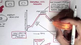 Microbiology  Bacteria Growth Reproduction Classification [upl. by Lehcsreh]