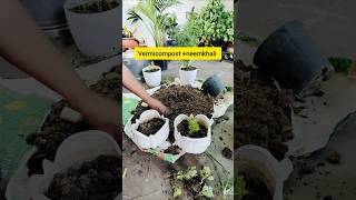 Kalanchoe repotting 😍youtubeshort terracegarde kalanchoeplant [upl. by Gabbie601]