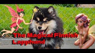 Best Dog Breed In The World Facts About The Finnish Lapphund [upl. by Aleak]