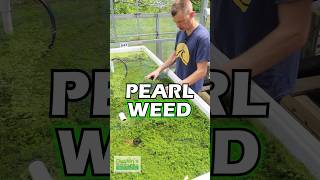 I WANT A CARPET  PEARL WEED  PART 1 [upl. by Creedon]