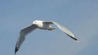 Seagull in flight followcam [upl. by Valentia]