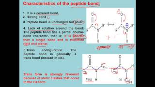 Biochem  drsameeh  Polypeptides amp proteins 1 [upl. by Doro]