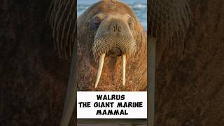 Walrus  The Giant Marine Mammal shorts [upl. by Yelsiap]