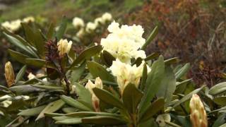 Rhododendron caucasicum [upl. by Yerffoej]