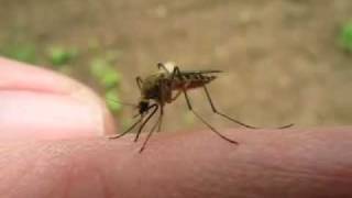 Blood sucking mosquito [upl. by Anirtak]