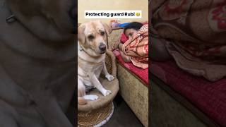 Rubi 😻  labra rubi  youtubeshorts shorts labrador doglover funny cute emotional songs [upl. by Ayekam680]