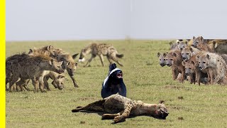 Honey Badger Is the Most Fearless Animal On Earth  Watch and Find Out Why Honey Badger Documentary [upl. by Ecitsuj993]