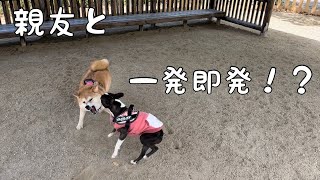 【ドッグラン・喧嘩】噛みそうで怖いんですが・・・ shibainu [upl. by Perrins648]