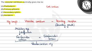 The vascular cambium normally gives rise to [upl. by Fax]