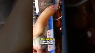 This Creature is Geoduck animals facts [upl. by Sakovich]