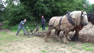 Ein starkes Gespann  Gespannpflügen  Plowing with Horses [upl. by Novek789]