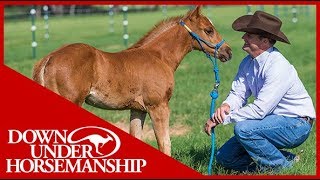 Thoroughbred Yearling Horse  Ground Training  Line Driving  Day 1 [upl. by Llednar83]