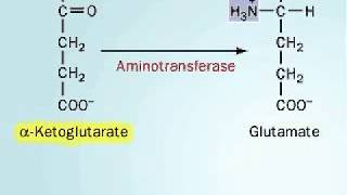 Biosynthesis of Arginine [upl. by Eejan733]