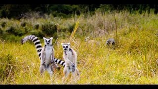 quotThe Lemur Dancequot Featurette  Island of Lemurs Madagascar [upl. by Mattah]