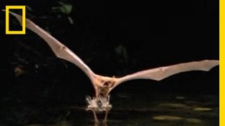 Fishing Bat vs Catfish  National Geographic [upl. by Sylas]