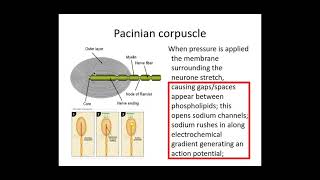 513 Neuronal Communication a Receptors and Pacinian Corpuscle [upl. by Nikolaos]