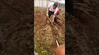 種植粉葛高產量的技術分享，袋子種植生根發芽Techniques for growing kudzu with high yields bag planting takes root ，sprouts [upl. by Rafa]