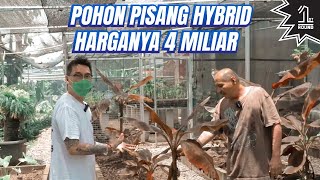 Pohon Pisang Ini Harganya 4 Miliar Variegata Monstera Aglonema Tanaman Hias Noldy Topan [upl. by Volin]