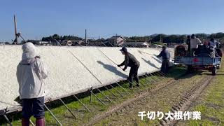 宮崎県千切り大根の作業と買付風景 [upl. by Persis53]