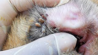 Dog Ticks Remove  Easy And Fast Way To Remove All Ticks From Poor Dog  Save Poor Dog EP 135 [upl. by Geier]