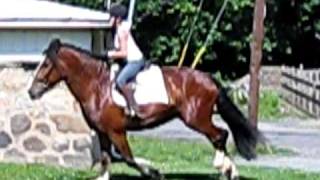 Galloping Shire Horse [upl. by Lectra671]