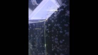 Exotic Aquaculture Mini Jellyfish Holding Tank 17L [upl. by Hegyera]