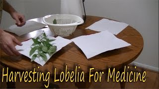 How to Harvest Lobelia [upl. by Keithley612]