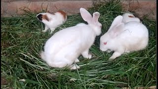 Cute rabbit step tracker rabbits tail crossword Rabbits foot stardew Cute Animal Lovers P 768 [upl. by Bonner625]