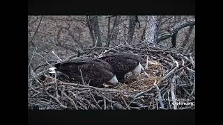 The North’s Do a Little Nestoration on Their Nest 12102023 exploreorg [upl. by Sucerdor]