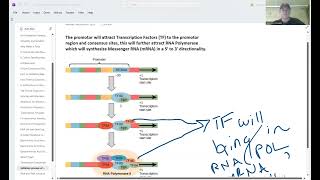 Initiation in Transcription [upl. by Mayer]