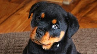 Cute Rottweiler Puppies Compilation [upl. by Richara]