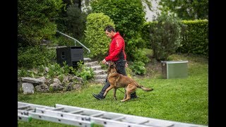 Rettungshunde im Einsatz [upl. by Ykceb]