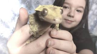 Crested Gecko UnboxingAltitude Exotics [upl. by Baum]