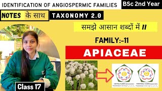 Apiaceae Family 🥕 Floral diagram and formulas  Taxonomy  Economic importance [upl. by Rot]