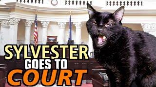 Talking Kitty Cat 69  Sylvester Goes To Court [upl. by Eesyak]