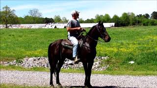 Standardbred Black Racking Gelding [upl. by Kandace]