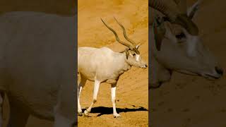 Addax sound [upl. by Yenttihw]