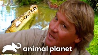 Steve Irwins Big Croc Diaries at Australia Zoo  The Crocodile Hunter  Animal Planet [upl. by Aicargatla]