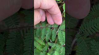 Littleleaf sensitive brier it moves😮 plant identification [upl. by Seessel]