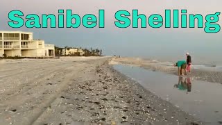 Shelling On Sanibel Island 2023  Walking The Beach amp Collecting Shells [upl. by Eelana]