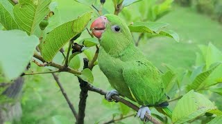 Baby Ringneck Parrot Natural Sounds  Baby Parrot Voice [upl. by Hitt]